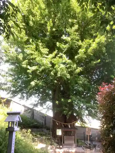 堤治神社の自然