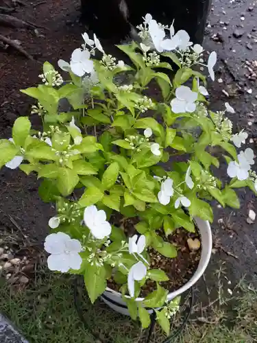 伏木香取神社(茨城県)