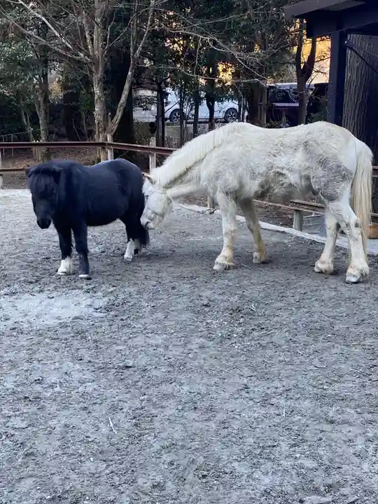 丹生川上神社(下社)の動物