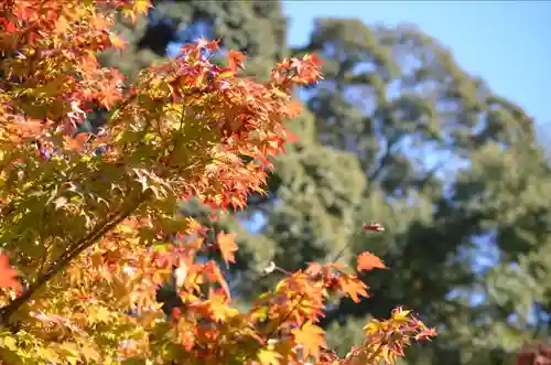 御寺 泉涌寺の自然