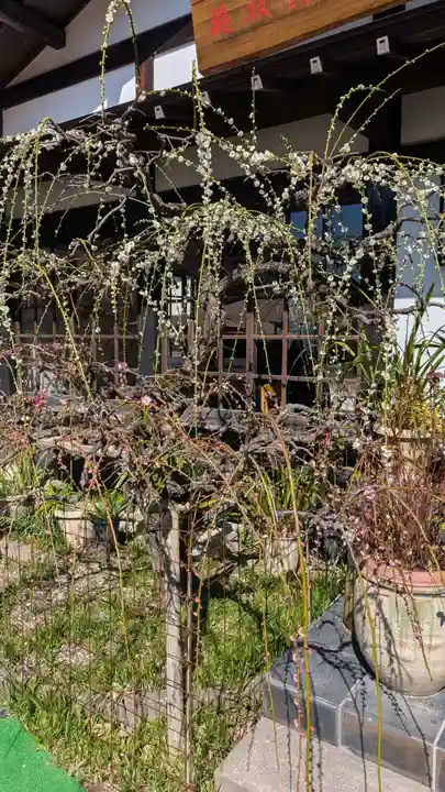 太宰府天満宮(福岡県)