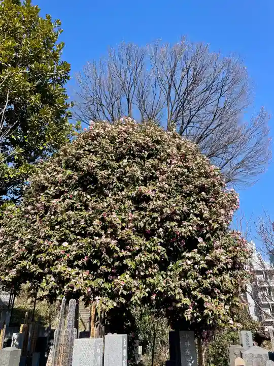 養国寺の{uncategorized: "未分類", other: "その他", undefined: "問題あり", building: "その他建物", grave: "お墓", sacred_gate: "鳥居", guardian: "狛犬", statue: "像", buddha: "仏像", history: "歴史", nature: "自然", garden: "庭園", animal: "動物", pagoda: "塔", temizu: "手水舎", mountain_gate: "山門・神門", sanctuary: "本殿・本堂", subordinate: "末社・摂社", art: "芸術", scenery: "景色", jizo: "地蔵", ema: "絵馬", goshuin: "御朱印", omikuji: "おみくじ", items: "授与品その他", amulet: "お守り", goshuincho: "御朱印帳", eats: "食事", festival: "お祭り", votive_dance: "神楽", shichigosan: "七五三参", wedding: "結婚式", experience: "体験その他", initially: "初詣", around: "周辺", anti_infection: "感染症対策"}