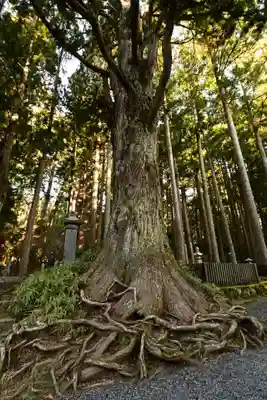 高野山金剛峯寺奥の院(和歌山県)