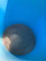 總社 和田八幡宮(福井県)