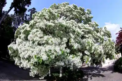 沙沙貴神社(滋賀県)