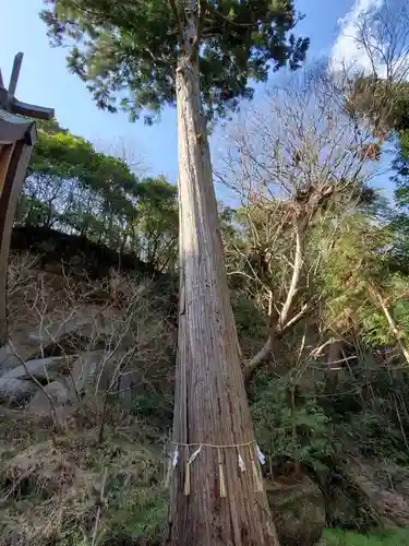 山王神社の自然