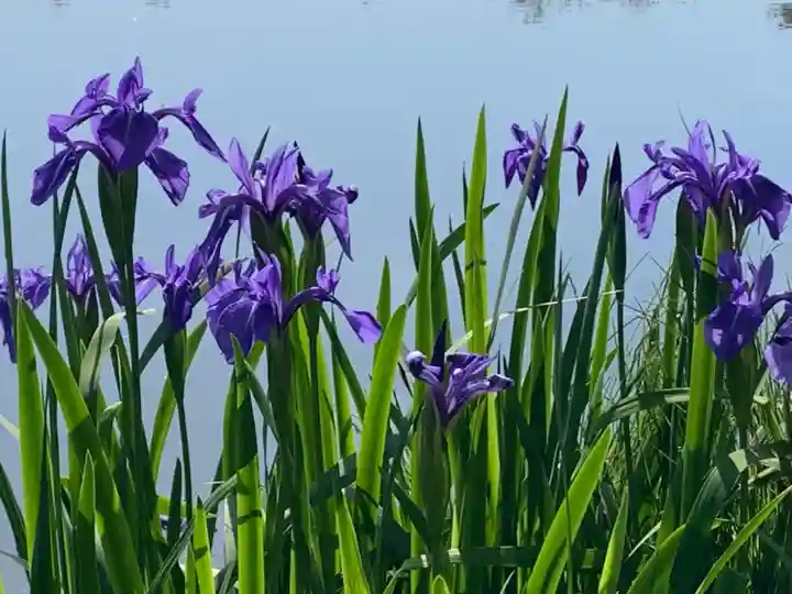 牟禮山観音禅寺の自然