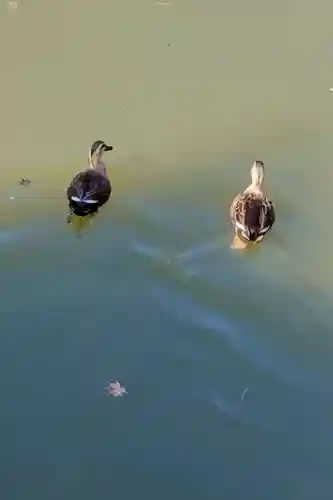 白水阿弥陀堂の動物