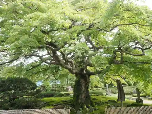 西善寺の自然