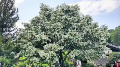 少林寺(埼玉県)