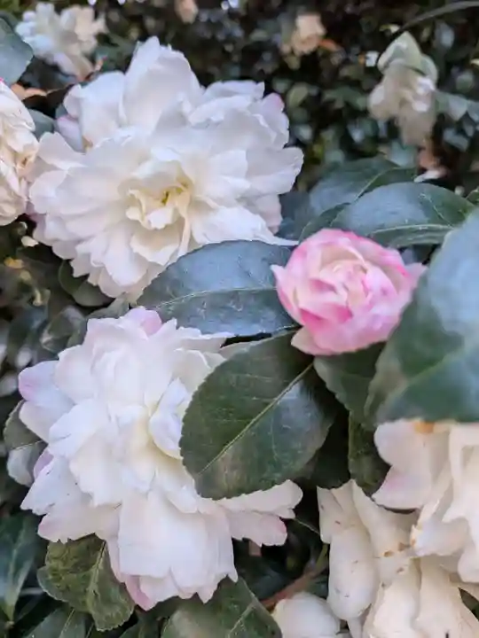 阿佐ヶ谷神明宮(東京都)