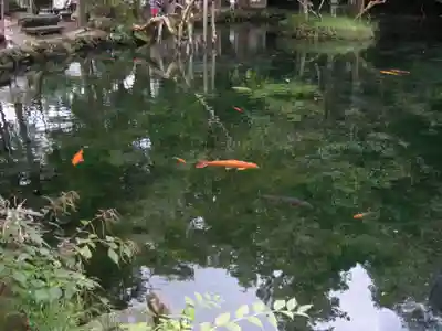 涌釜神社の動物