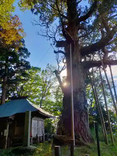 木幡山隠津島神社(二本松市)の自然