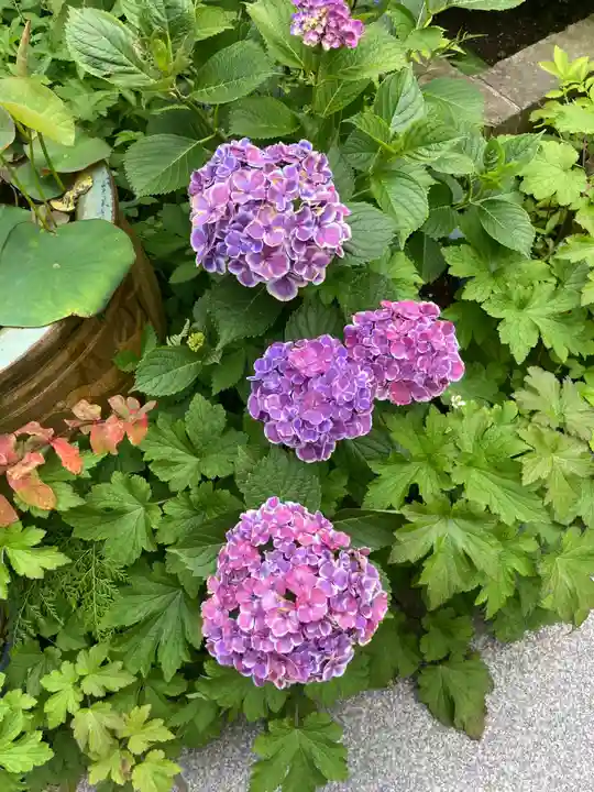 松嶺院(神奈川県)