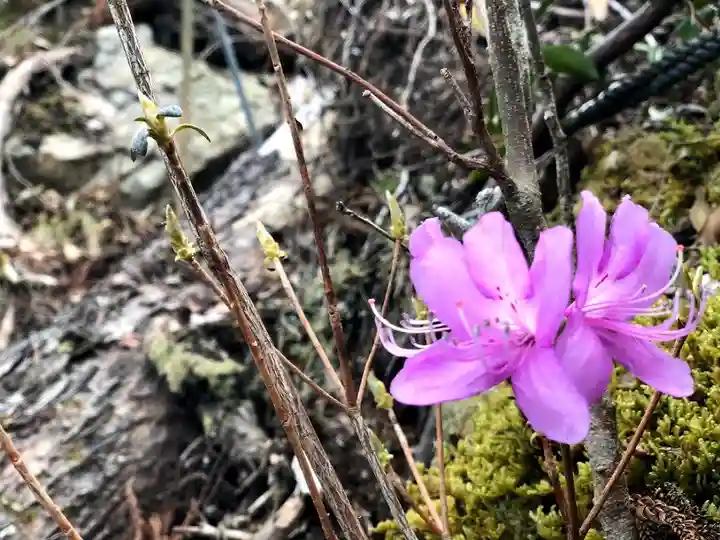 尺間神社の自然