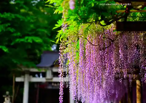 日吉神社(東京都)
