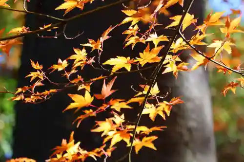 國祖神社の自然