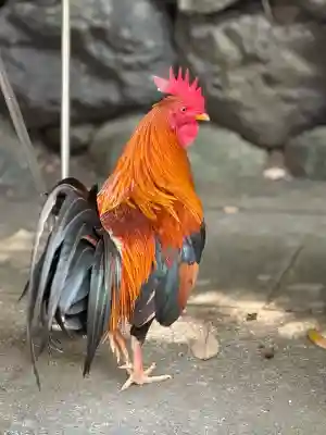 熱田神宮(愛知県)