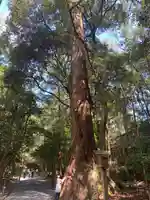 伊勢神宮内宮(皇大神宮)の自然