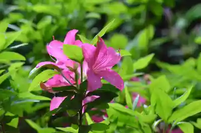 塩船観音寺(東京都)