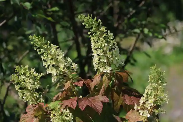 阿久津「田村神社」(郡山市阿久津町)旧社名:伊豆箱根三嶋三社の庭園