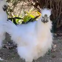 高屋敷稲荷神社の動物