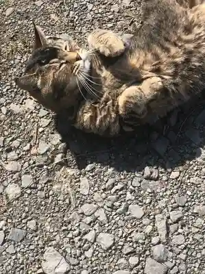 浅草観音寺の動物