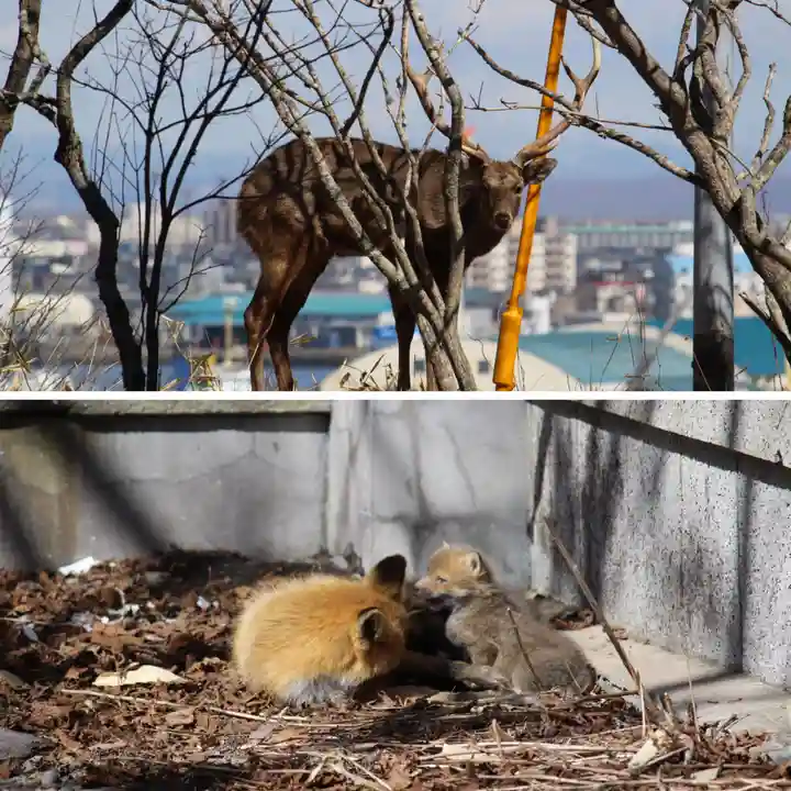 釧路一之宮 厳島神社の動物