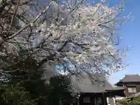 海蔵寺(東京都)