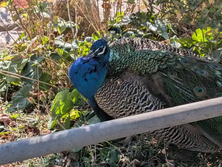楽法寺(雨引観音)(茨城県)
