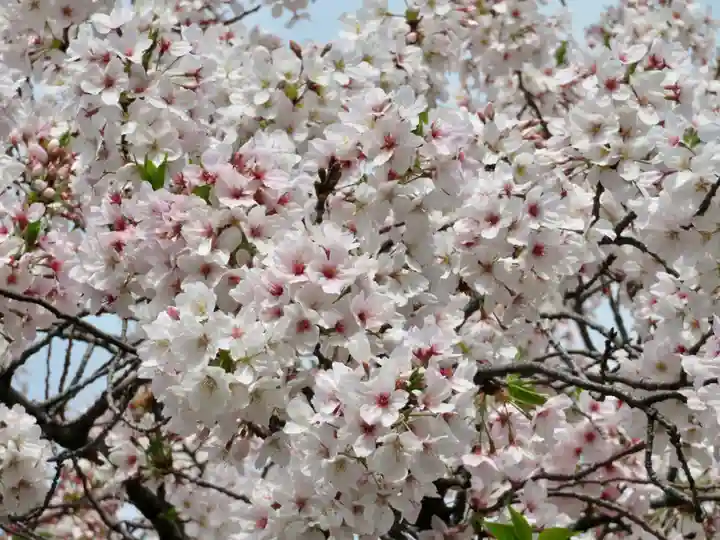 東本願寺の自然