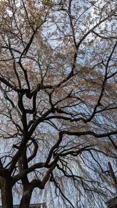 本満寺(本願満足寺)(京都府)