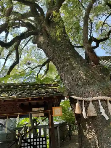 御袖天満宮の自然