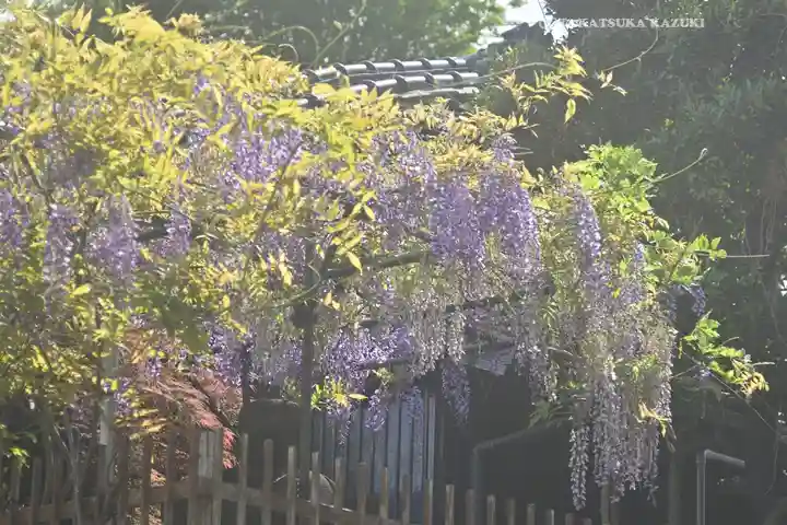 滝野川八幡神社の自然
