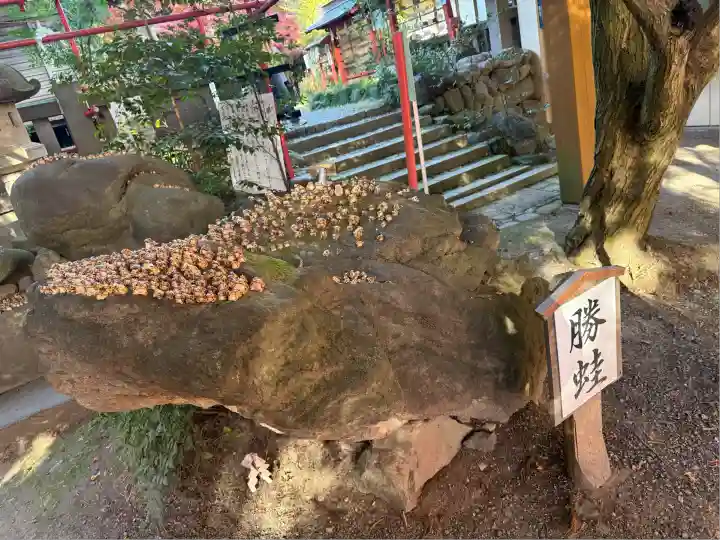 渋川八幡宮(群馬県)