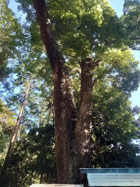 久能山東照宮の自然
