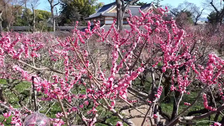 北野天満宮の庭園