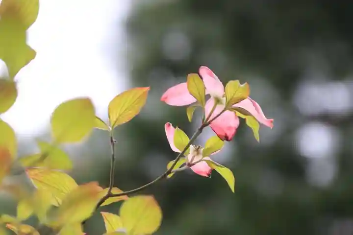 開成山大神宮の自然
