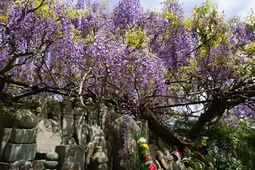 子安地蔵寺の自然