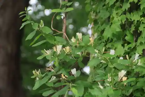 愛宕神社の自然