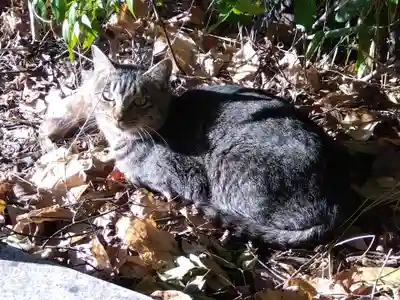 寳塔寺（宝塔寺）(京都府)