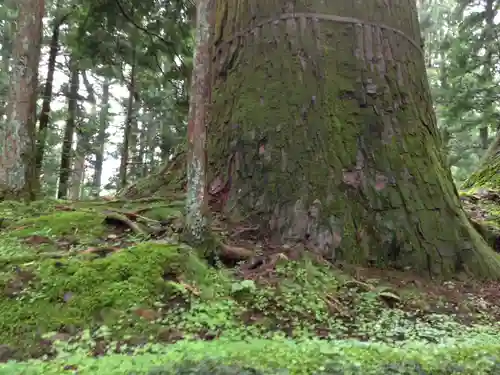 日光二荒山神社の自然