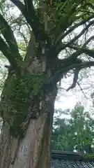 若狭姫神社（若狭彦神社下社）の自然