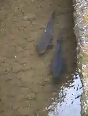 喜連川神社の動物