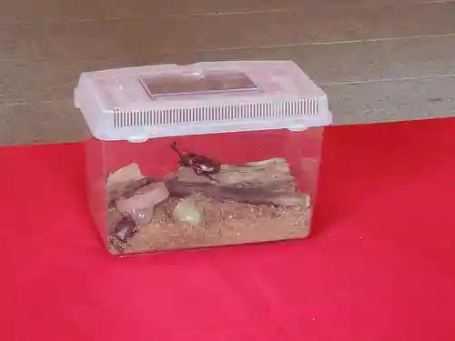 小汐井神社の動物