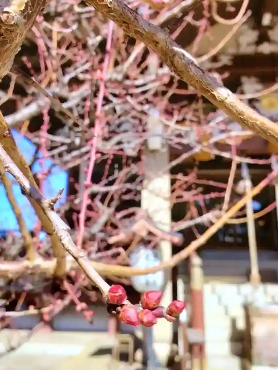諏訪神社(東京都)