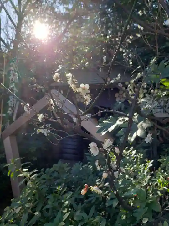 阿佐ヶ谷神明宮(東京都)