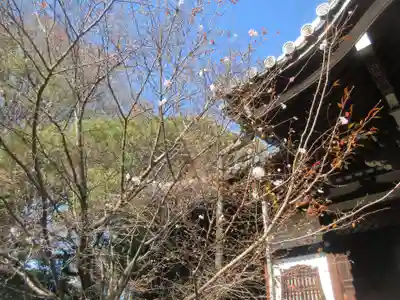 法明寺(東京都)