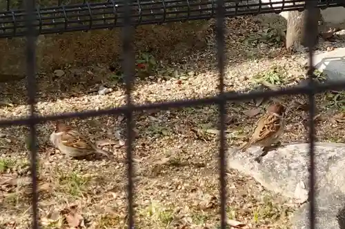 杭全神社の動物