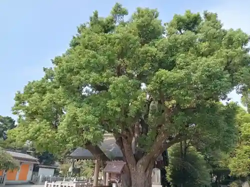 和泉國一之宮　大鳥大社(大阪府)